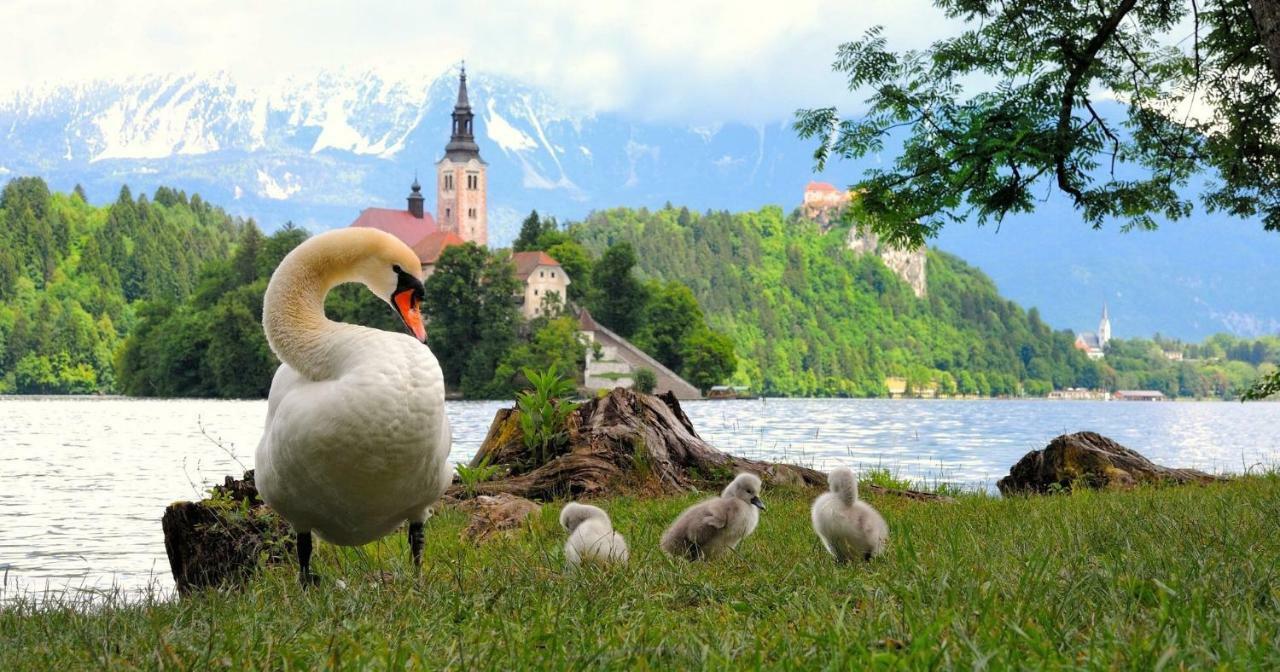 Apartma As Bled Exteriér fotografie
